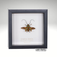 Longhorn Beetle