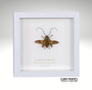 Longhorn Beetle