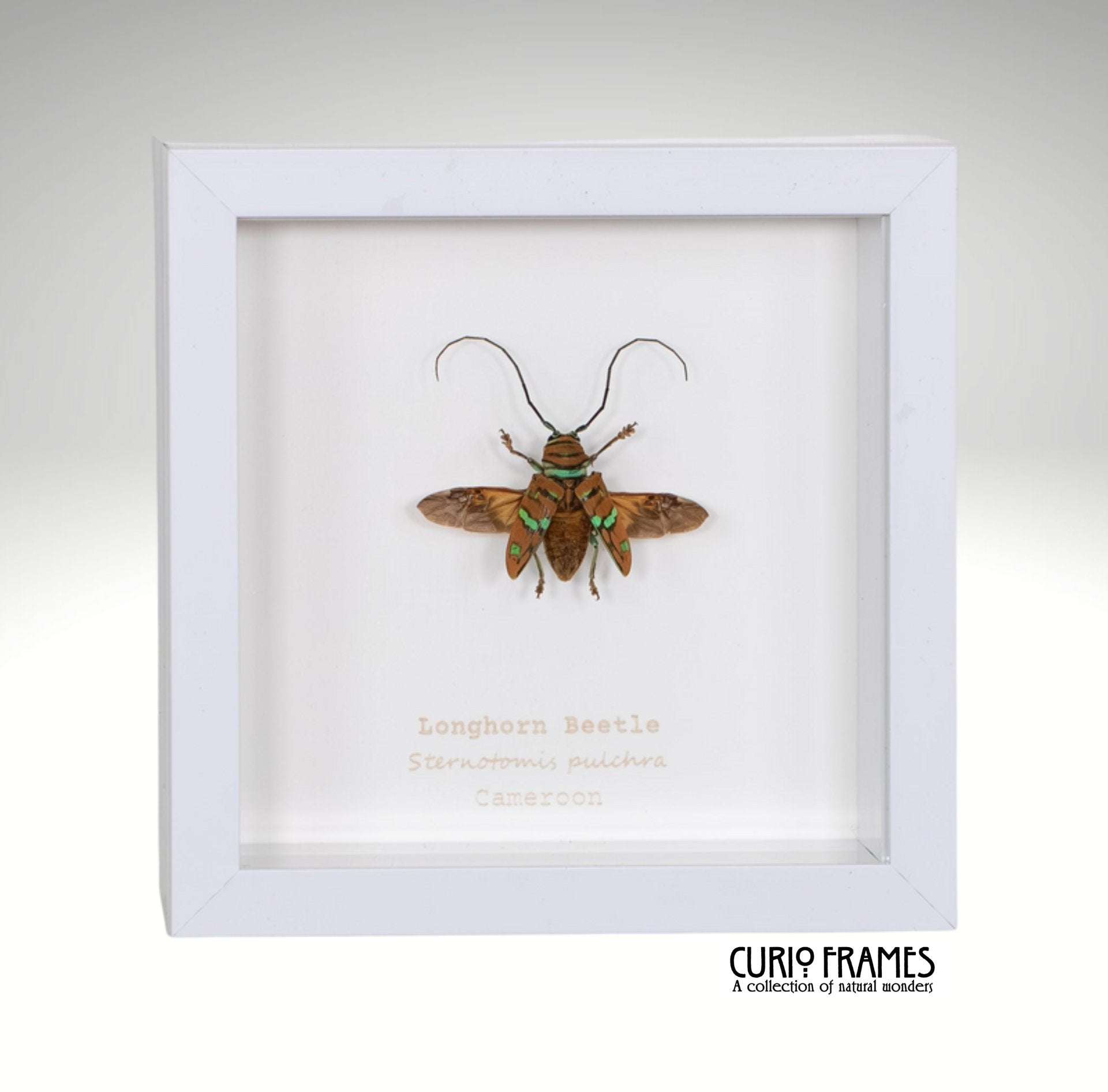 Longhorn Beetle