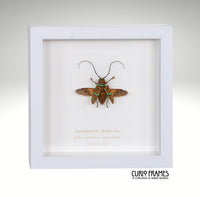 Longhorn Beetle