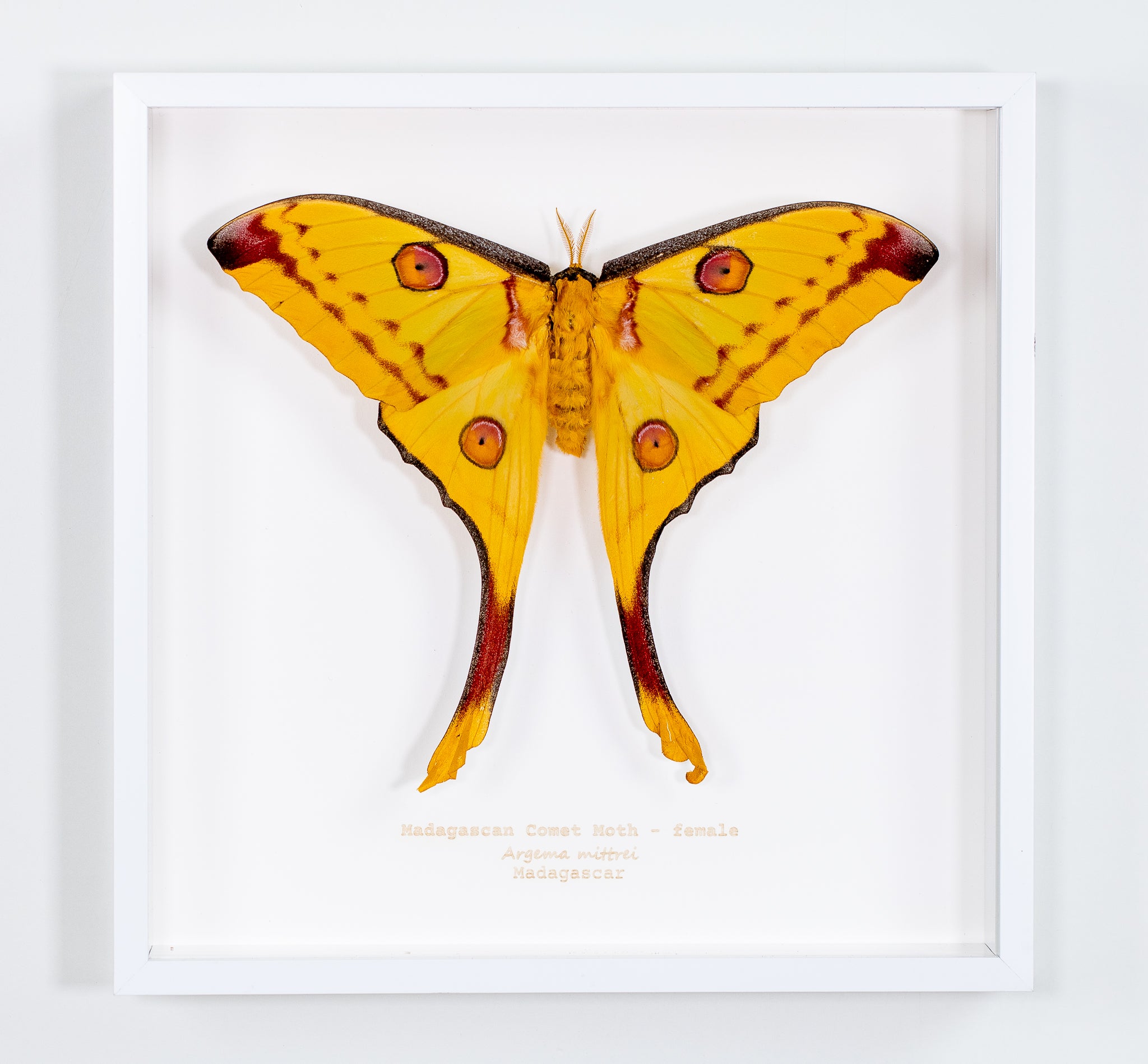 Madagascan Comet Moth female