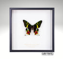 Madagascan Sunset Moth (Large)