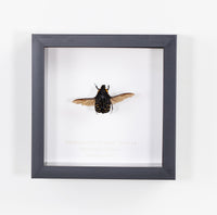 Madagascan Flower Beetle