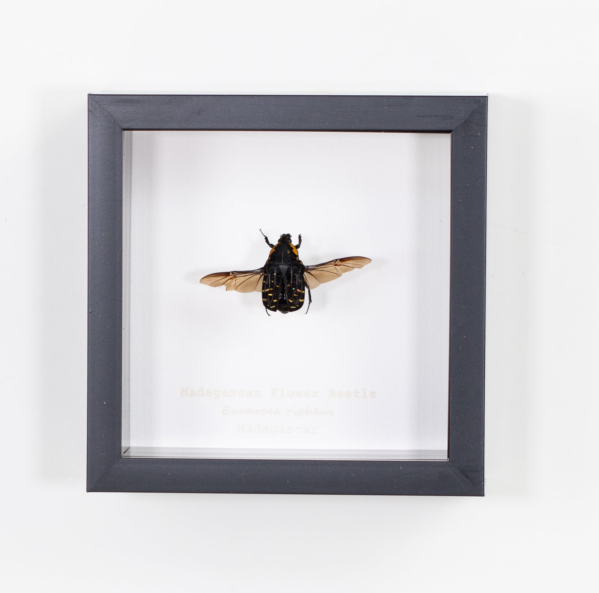 Madagascan Flower Beetle