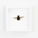 Madagascan Flower Beetle
