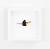 Madagascan Flower Beetle