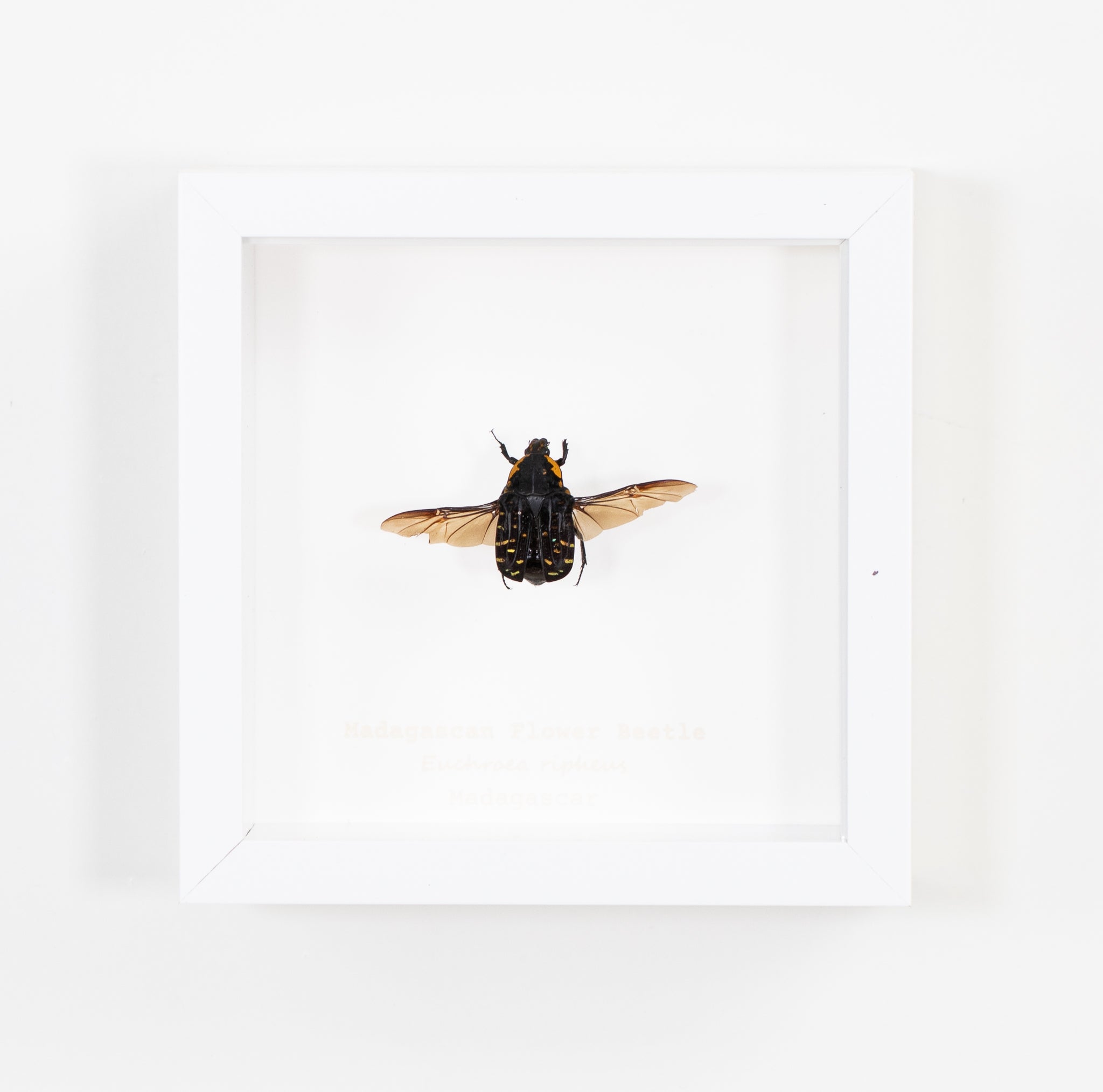 Madagascan Flower Beetle