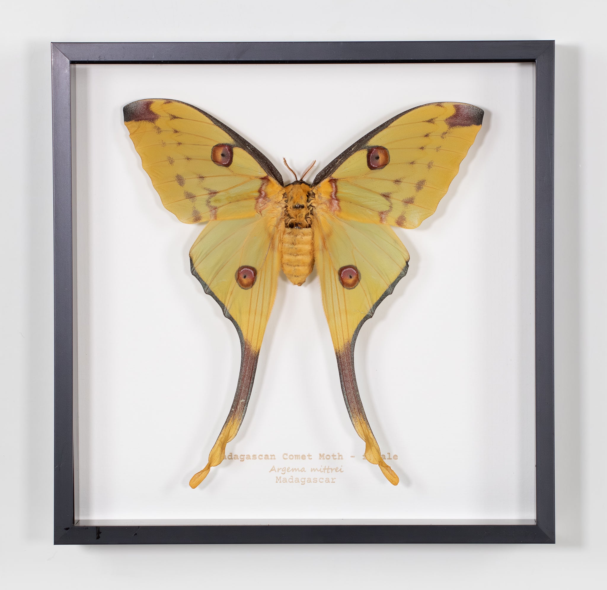 Madagascan Comet Moth female