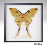 Madagascan Comet Moth (female)