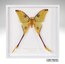 Madagascan Comet Moth (male)
