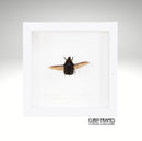 Madagascan Flower Beetle