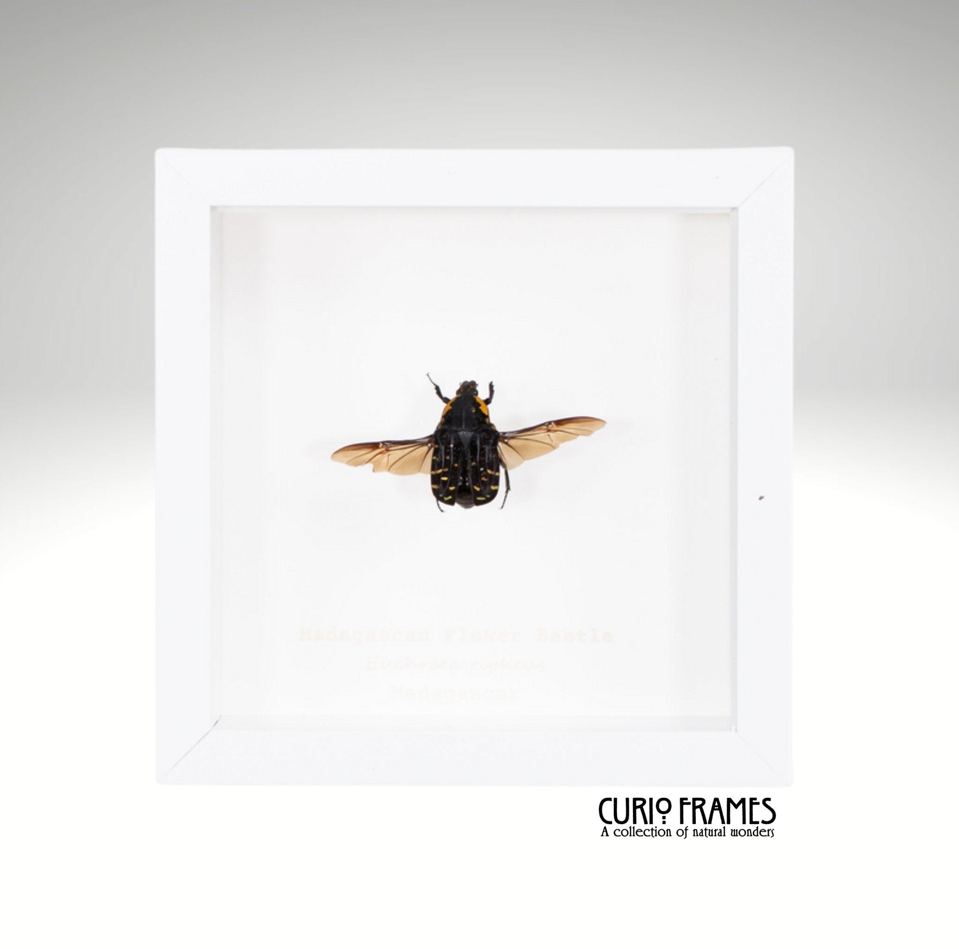 Madagascan Flower Beetle