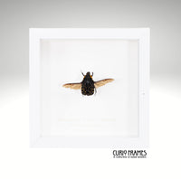 Madagascan Flower Beetle
