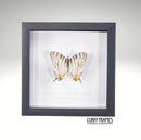 Madagascan Map Butterfly