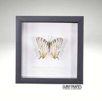 Madagascan Map Butterfly