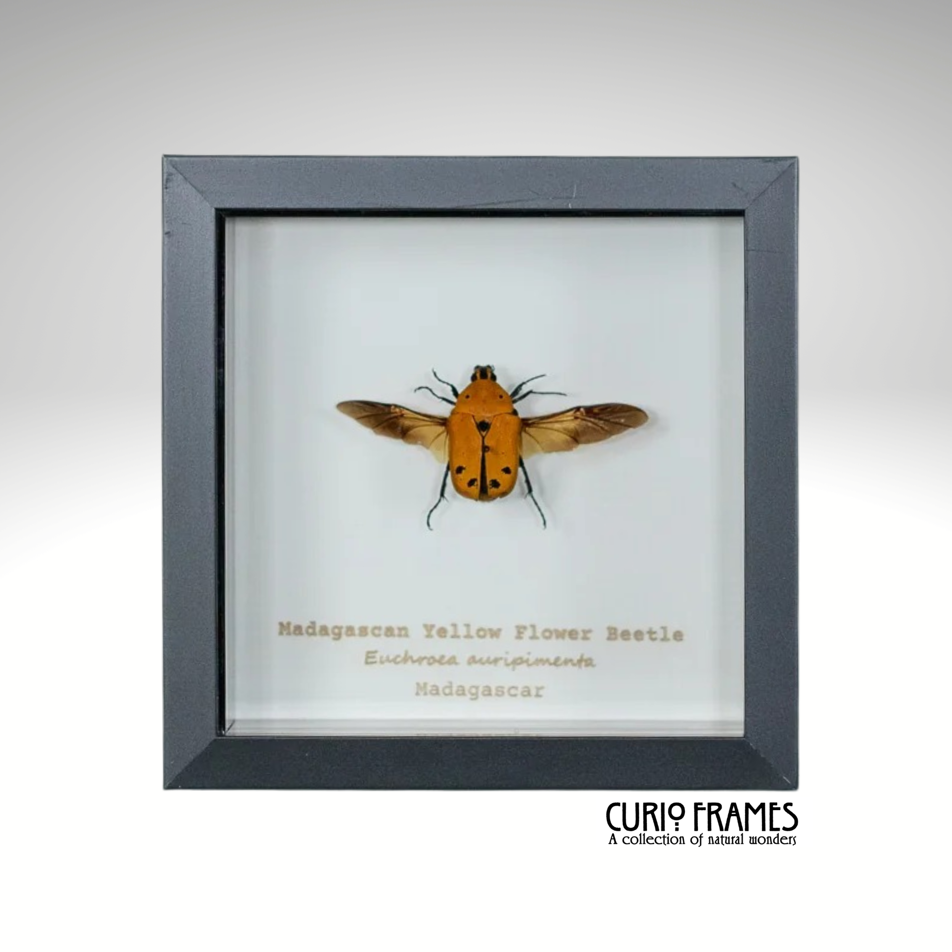 Madagascan Flower Beetle Yellow