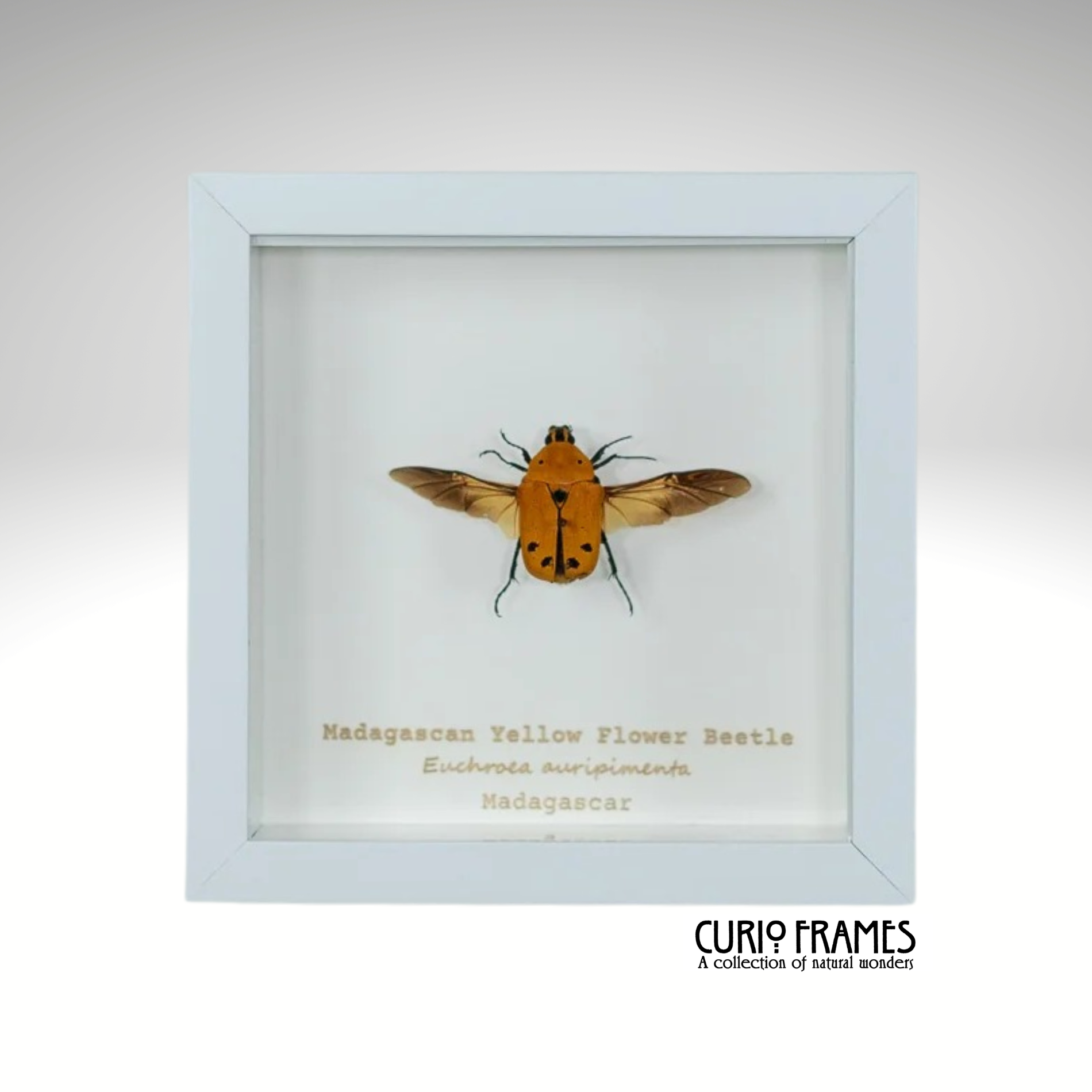 Madagascan Flower Beetle Yellow