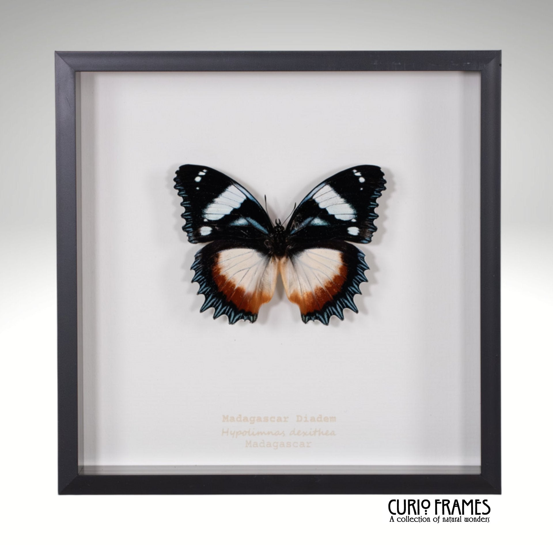 Madagascar Diadem