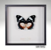 Madagascar Diadem