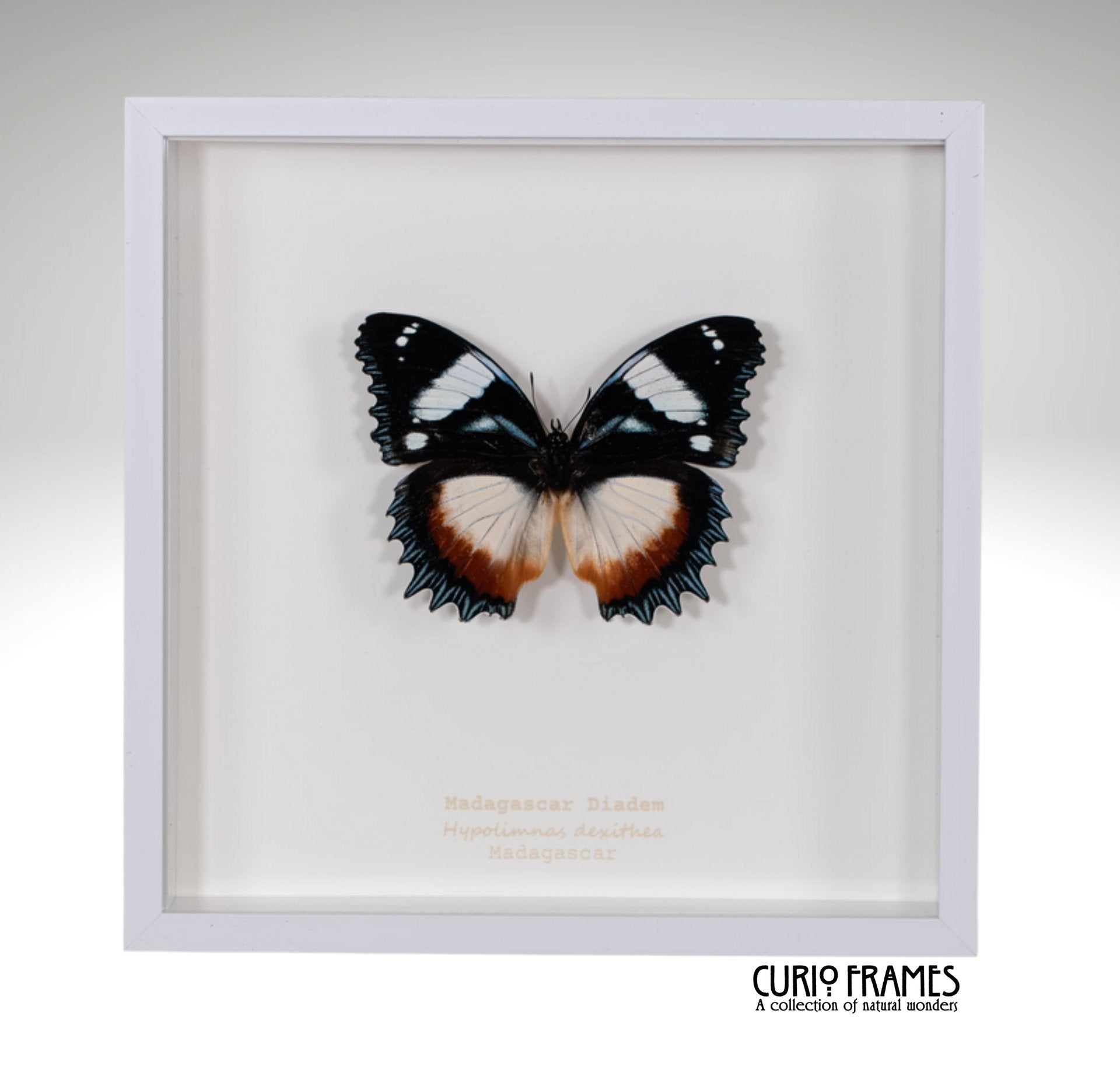 Madagascar Diadem
