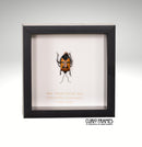Man Faced Stink Bug