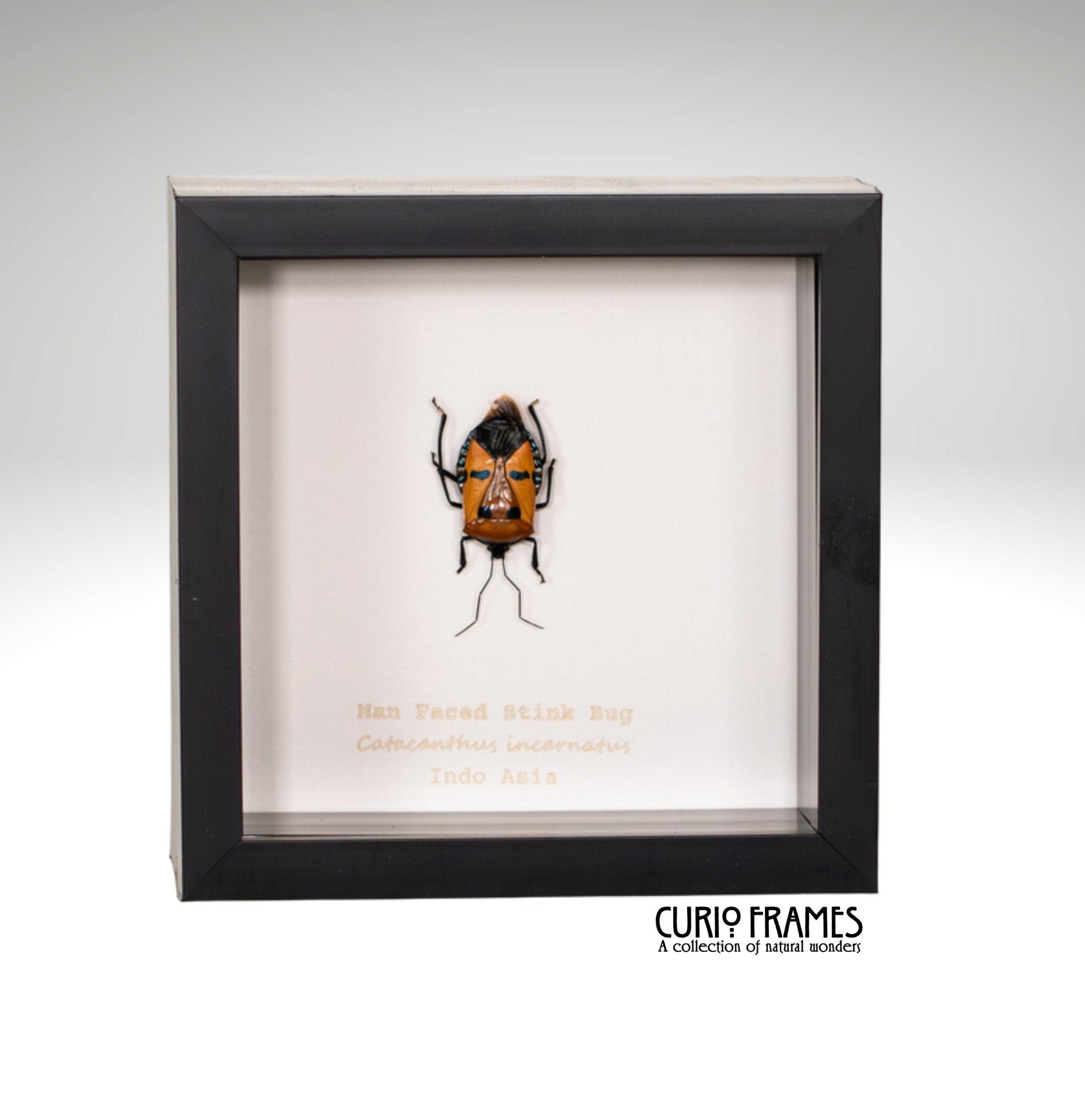 Man Faced Stink Bug