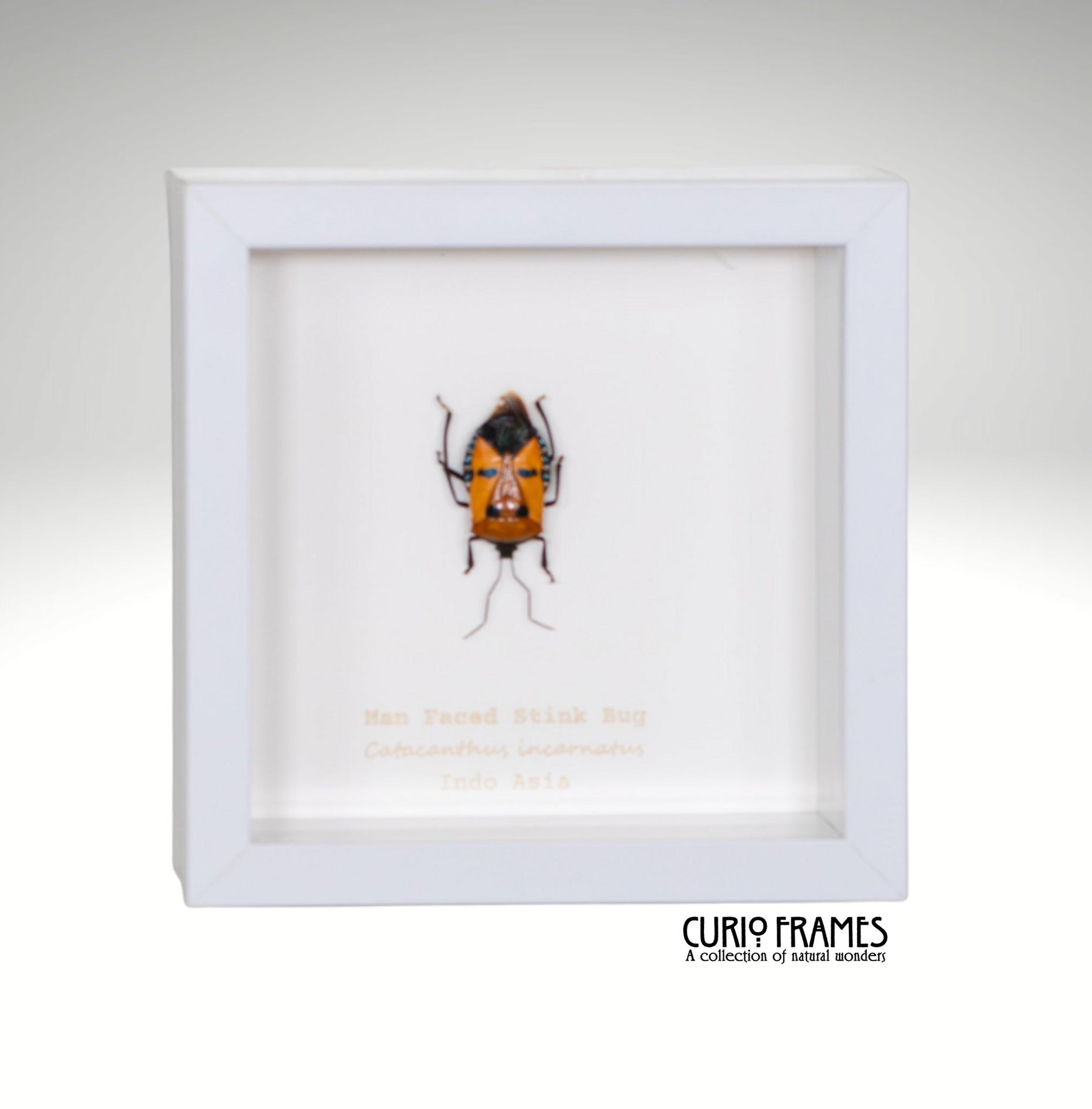 Man Faced Stink Bug