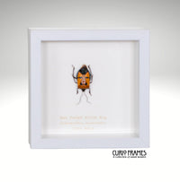 Man Faced Stink Bug