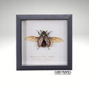 Marbelled Pine Chafer