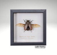 Marbelled Pine Chafer