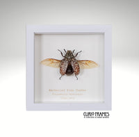 Marbelled Pine Chafer
