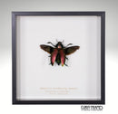 Metallic Woodboring Beetle