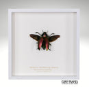 Metallic Woodboring Beetle