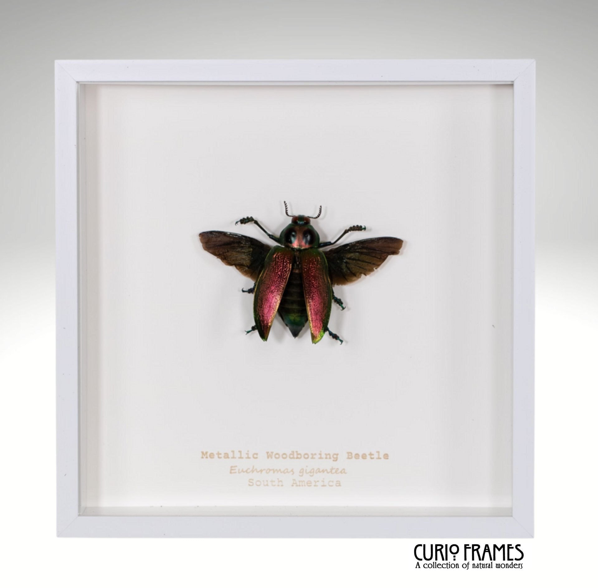 Metallic Woodboring Beetle