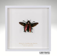 Metallic Woodboring Beetle