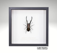 Metallic Stag Beetle