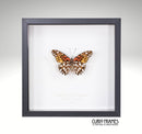 Mexican Silverspot