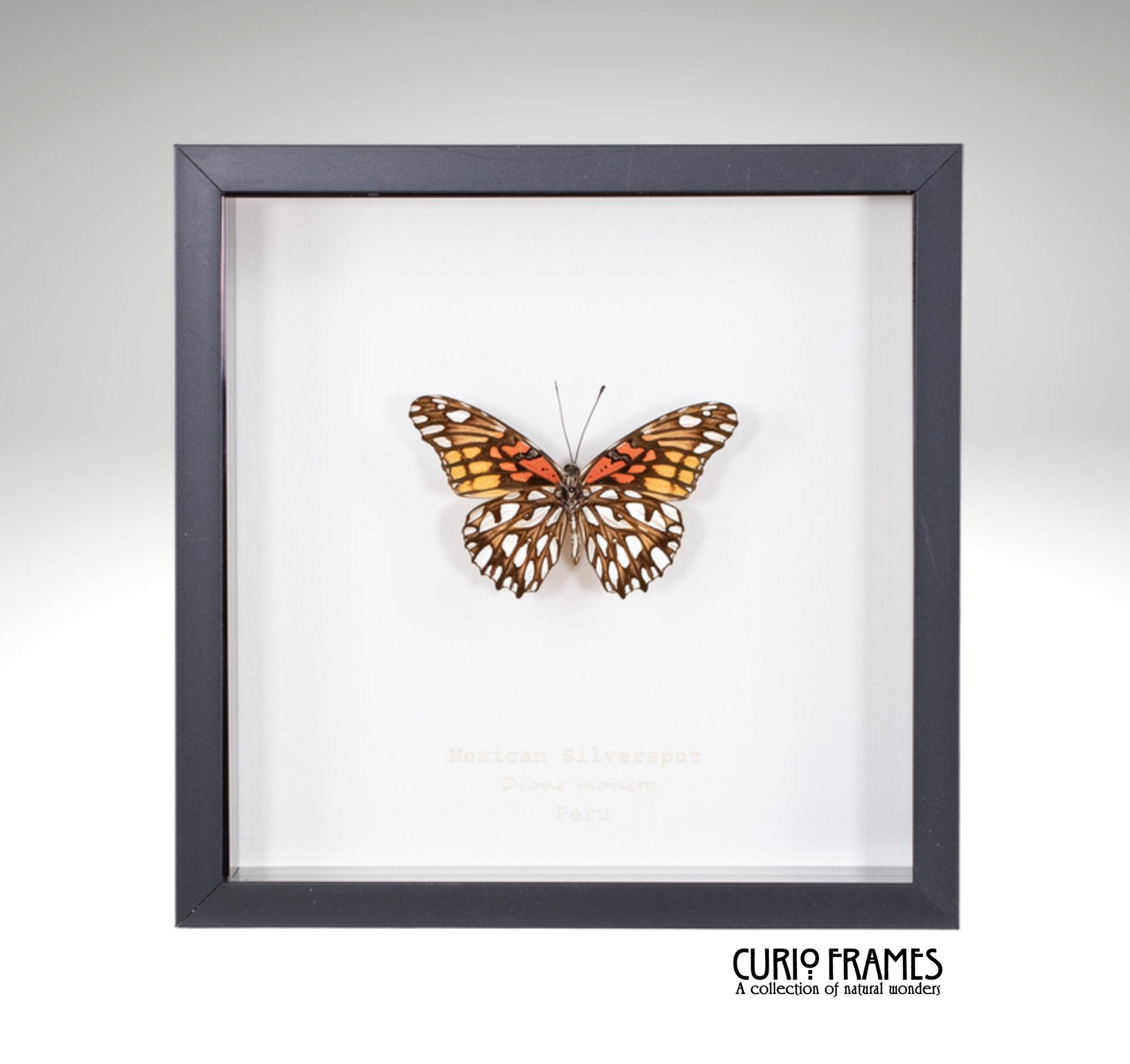 Mexican Silverspot