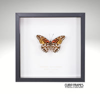 Mexican Silverspot