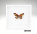Mexican Silverspot