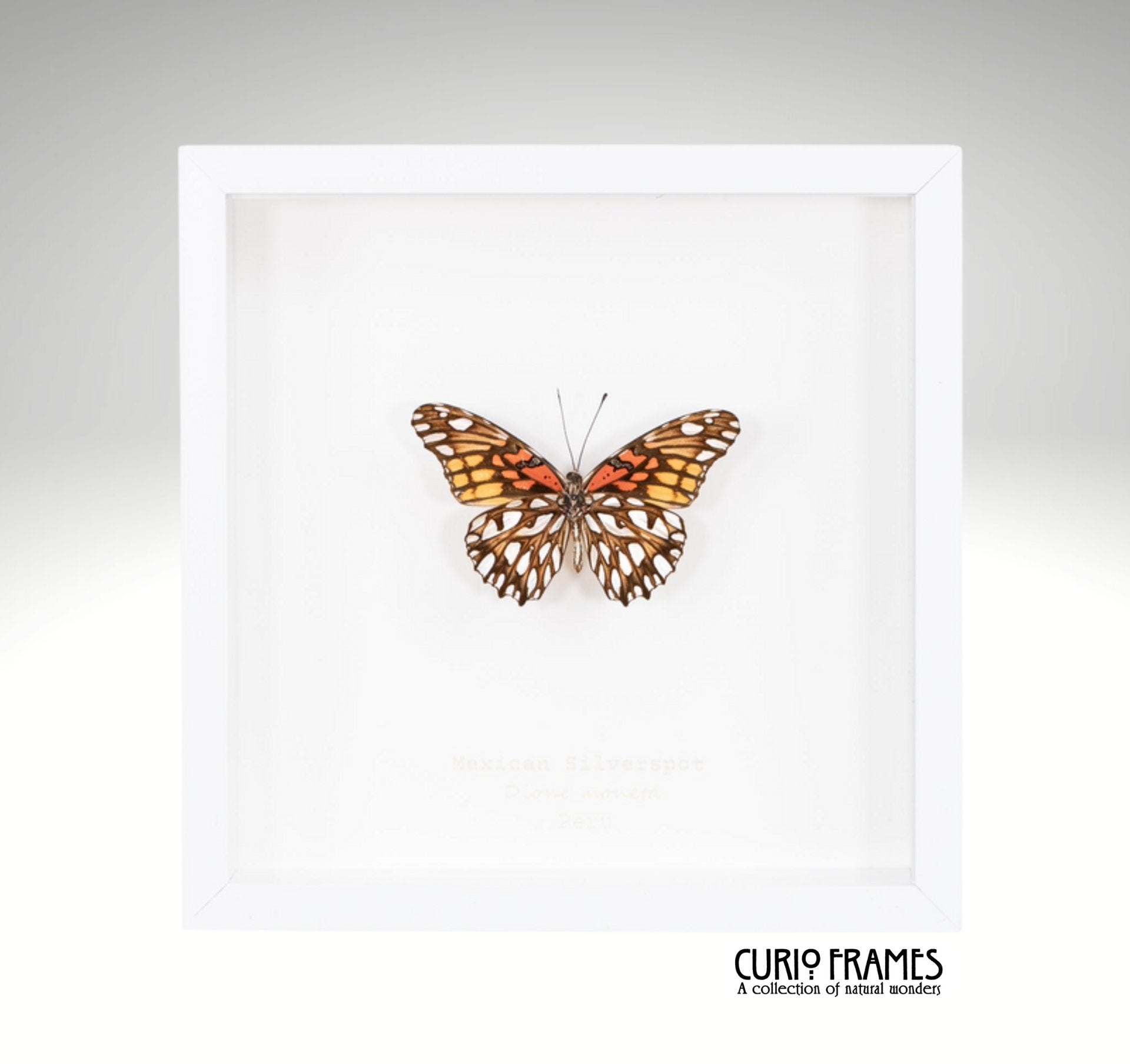 Mexican Silverspot