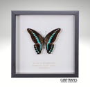 Milons Bluebottle