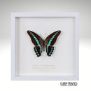 Milons Bluebottle