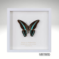 Milons Bluebottle