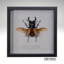 Mouhot's Stag Beetle