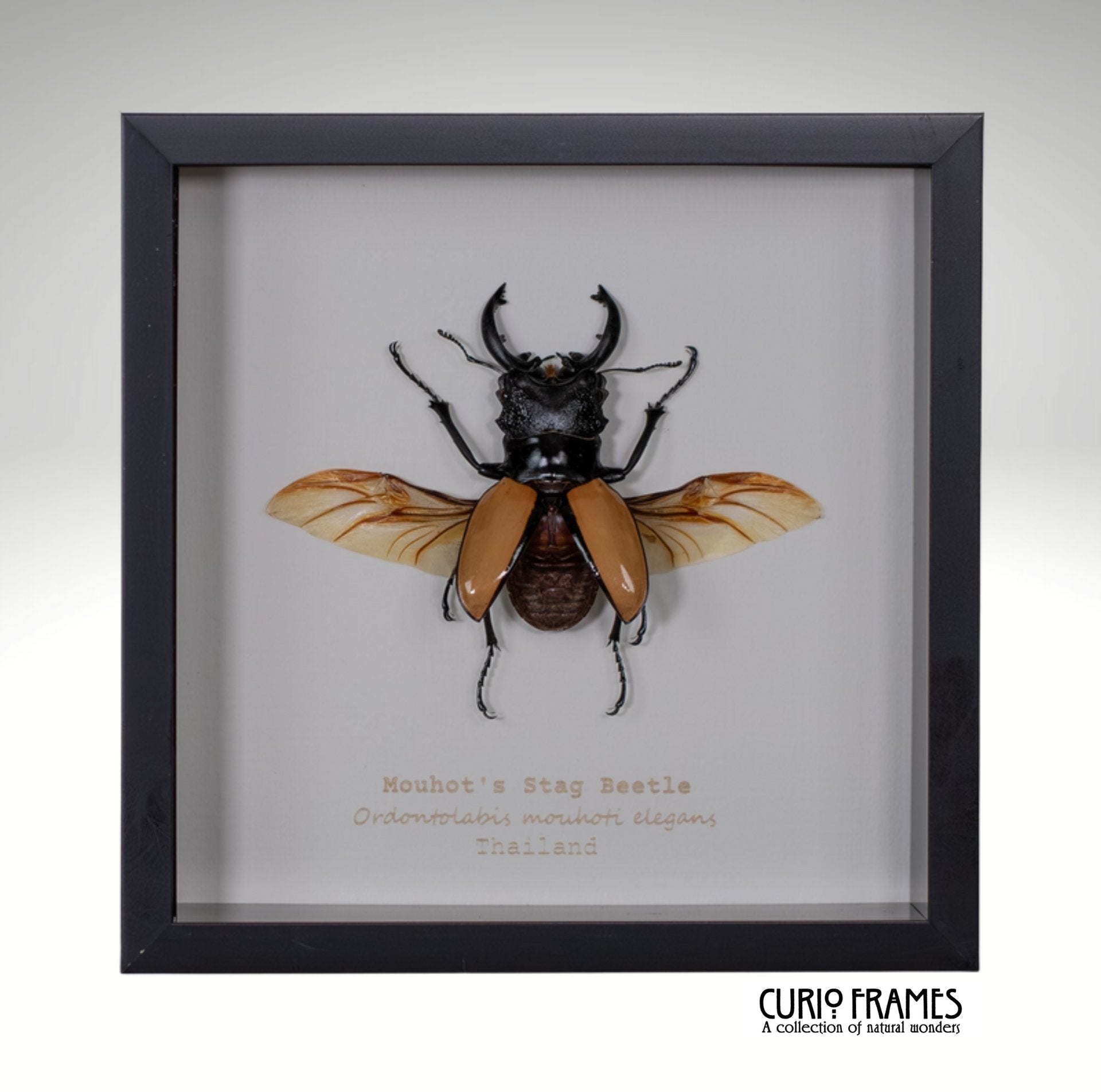 Mouhot's Stag Beetle