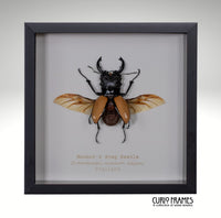 Mouhot's Stag Beetle