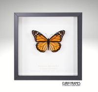 Monarch