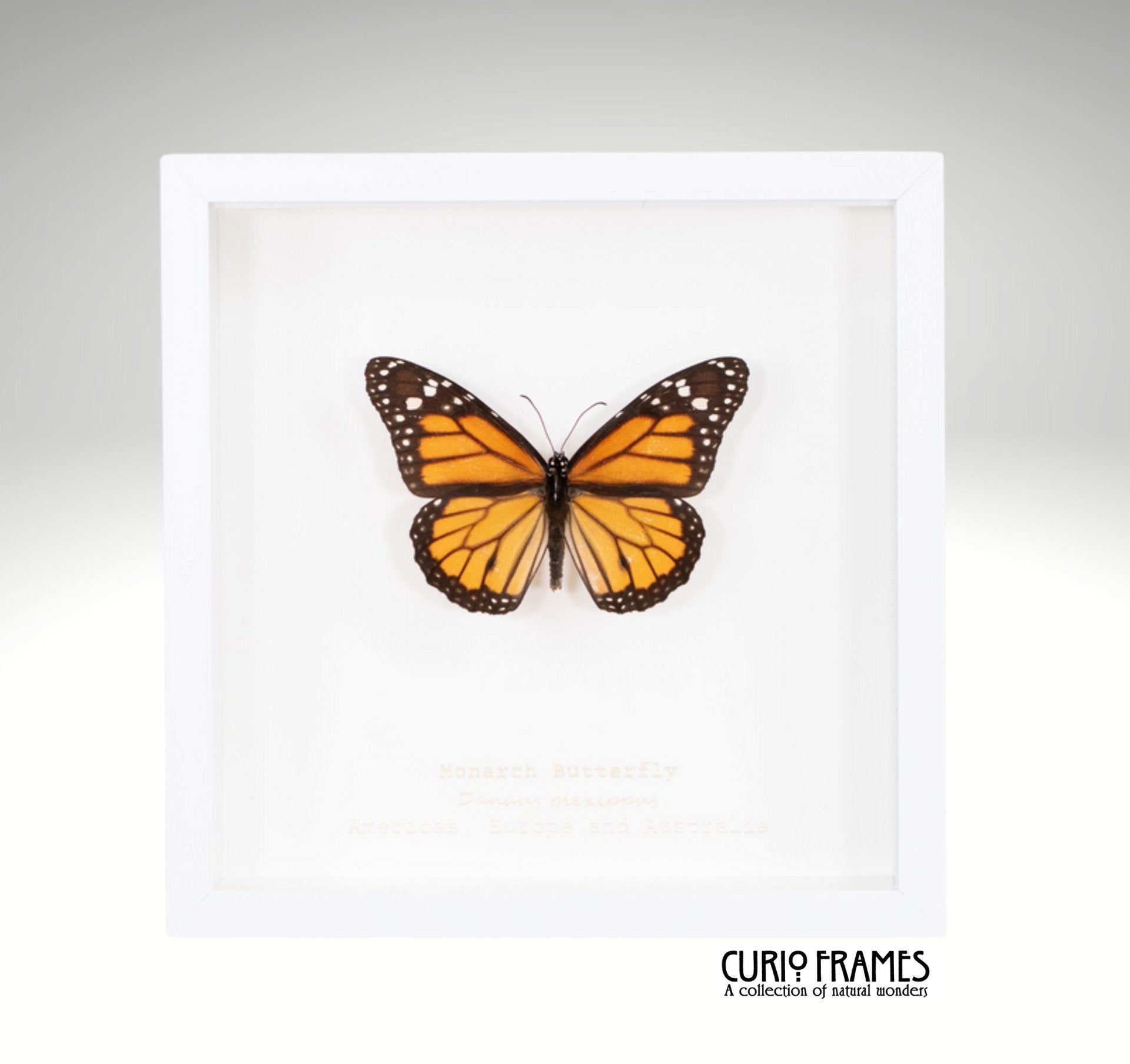 Monarch