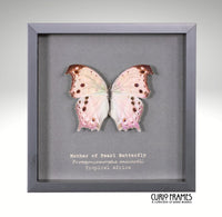 Mother of Pearl Butterfly